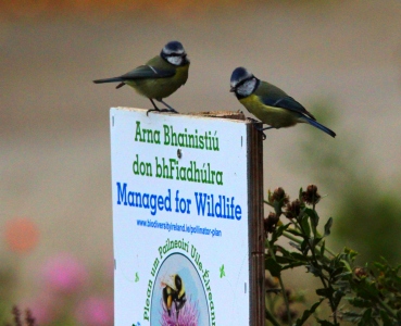 September : Blue Tits, bringing a bit of sanity after the Hooded Crow and the golf ball