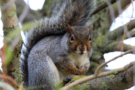 November : Grey Squirrel in pose