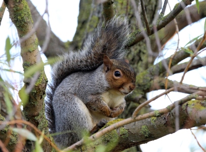November : Grey Squirrel in pose