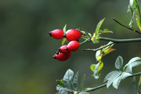 November : Rose Hips, Tymon Lane