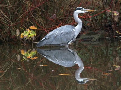 November : Heron