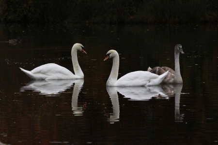 November : Mute Swans and Cygnet