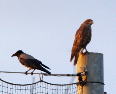November : Buzzard and Hooded Crow. Who is annoying who?