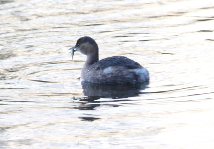 November : Little Grebe having his usual breakfast