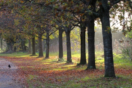 November : Misty morning