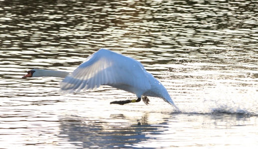 November : Swan - defending territory