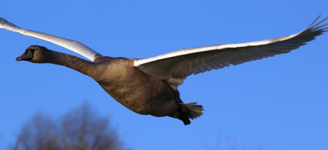 November : Cygnet - probably not sure what is happening