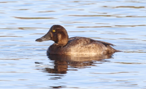 November : Someone identified this as a Scaup, but I am not sure (hybrid?)