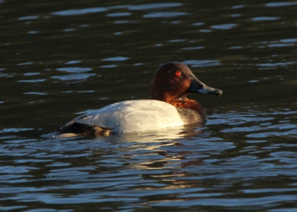 November : Pochard - male