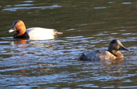 November : Pochard - male and female