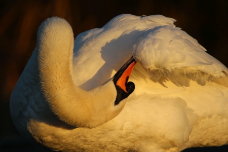 November : Mute Swan - cleaning the hard to get at bits