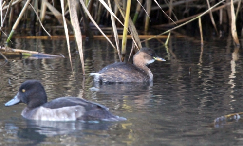 November : Little Grebe with Tufted Duck in foreground