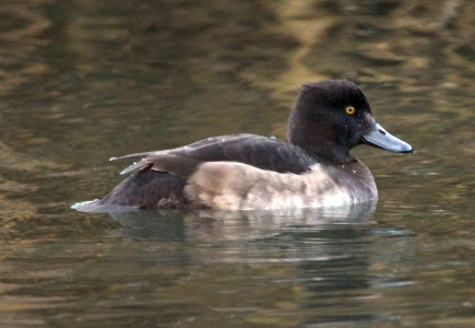 November : Tufted Duck juvenile - I was fooled for awhile into thinking this was a Scaup