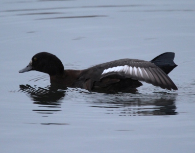 November : Tufted Duck juvenile