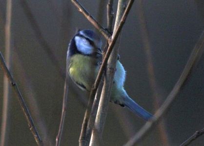 November : Blue Tit