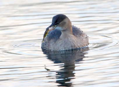 November : Little Grebe having yet another breakfast