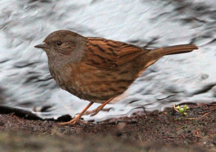 December : Dunnock