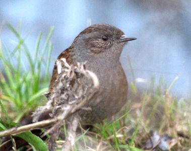 December : Dunnock