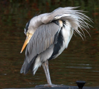 December : Heron