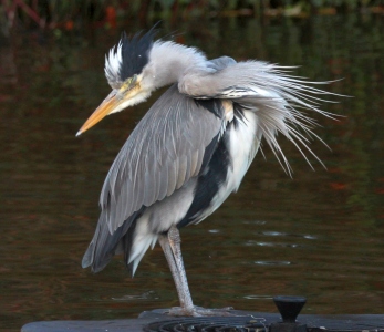 December : Heron