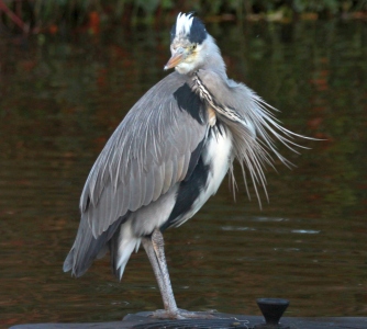 December : Heron