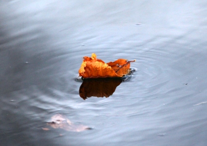 December : Floating leaf