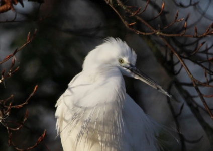 December : Little Egret