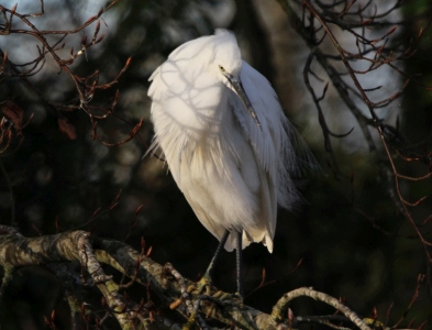 December : Little Egret