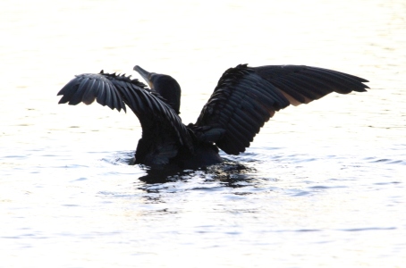 December : Cormorant is back