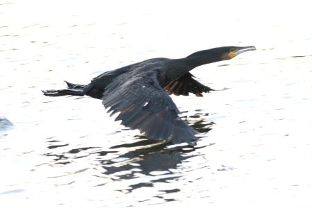 December : Cormorant