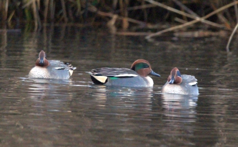 December : Teal -  cute, charming and shy little ducks