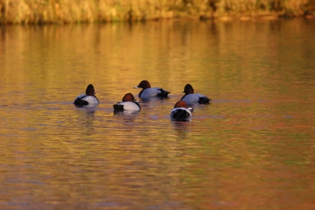 December : Flotilla of Pochard plus Tufted Duck