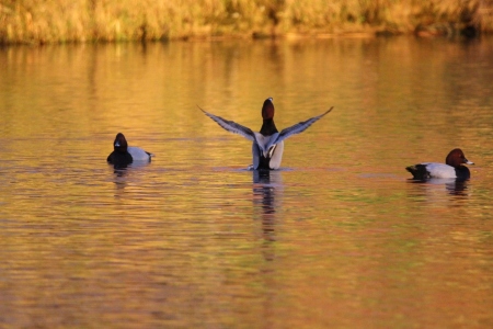 December : Flotilla of Pochard - all males