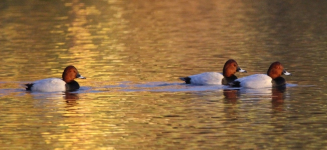 December : Flotilla of Pochard - all males