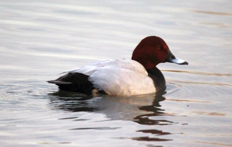 December : Pochard