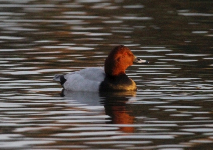 December : Pochard