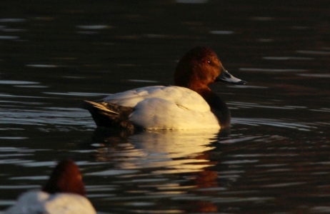 December : Pochard