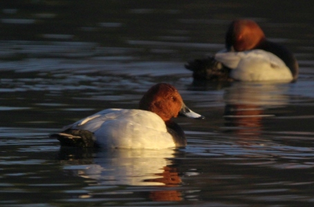 December : Pochard