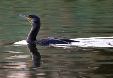 December : Cormorant