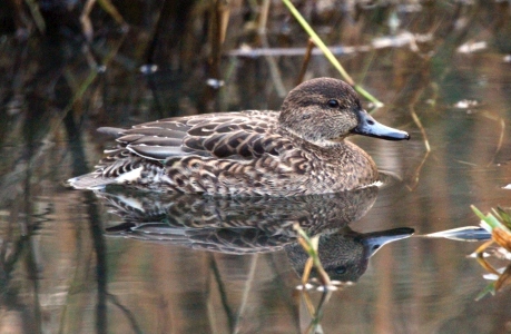 December : Teal - female