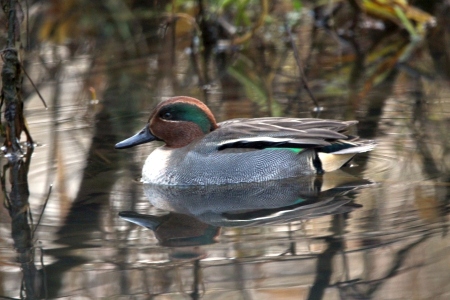 December : Teal - male