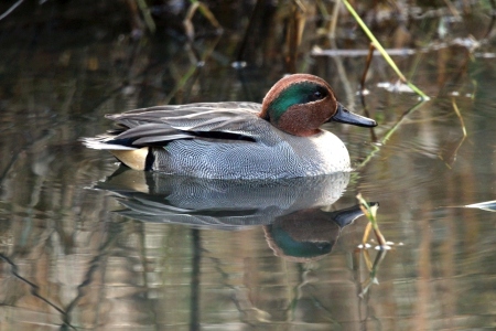 December : Teal - male