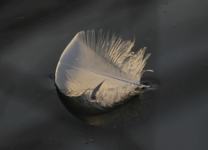 December : Feather (probably Swan) floating
