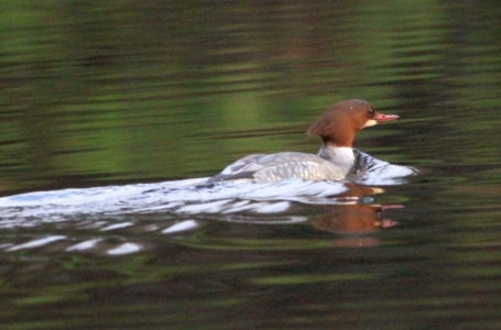 December : Goosander - probably the most unusual bird of the year
