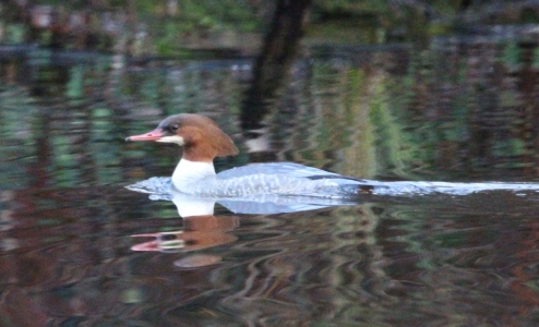 December : Goosander - lives normally in mountain lakes