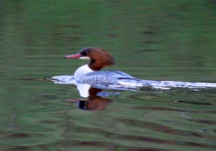 December : Goosander - very few in Ireland