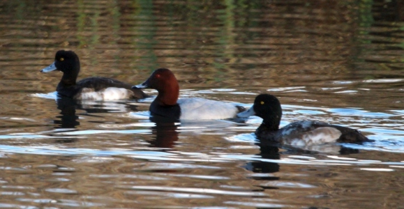 December : L to R - Juvenile male Tufted Duck, Adult male Pochard, Juvenile male Scaup