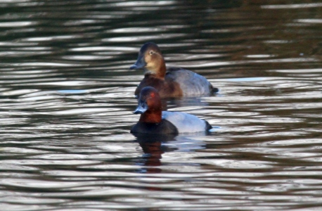 December : Pochard - male and female