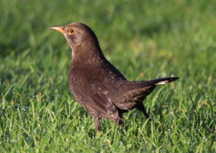 December : Blackbird - probably juvenile male