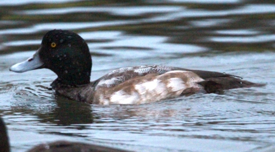 December : Scaup - juvenile male